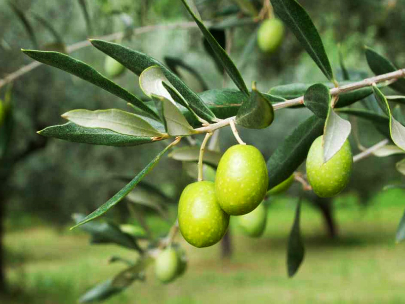 Olivo con aceitunas